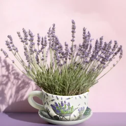Blumentopf Pflanztasse