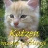 Buch "Katzen meine Lieblinge"
