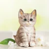 Deko Bewegungsmelder "Katze"