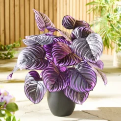 Kunstblumenstecker Hosta lila 2er-Set