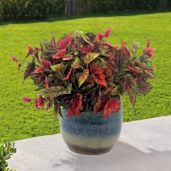 Kunstblumensträuße Buntnessel 3er-Set Gainsborough
