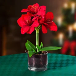 Kunstpflanze Amaryllis im Topf, rot