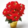 LED-Christstern im Topf