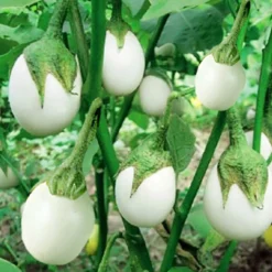 Pflanzset "Eierbaum"