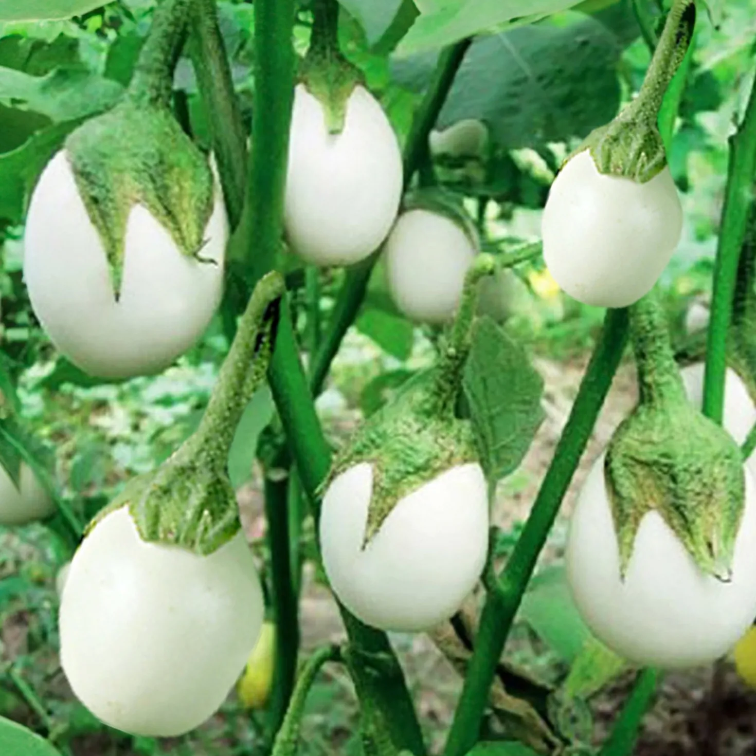 Pflanzset "Eierbaum"
