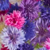 Pflanzset Flockenblume dreifarbig