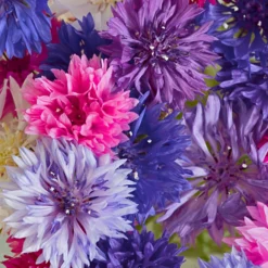 Pflanzset Flockenblume dreifarbig
