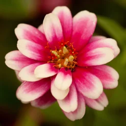 Pflanzset Garten-Zinnien