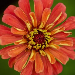 Pflanzset Garten-Zinnien