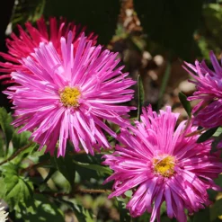 Pflanzset Gefüllte Zinnien