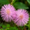 Pflanzset Mimosa pudica fliederfarben Eldo