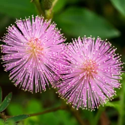 Pflanzset Mimosa pudica fliederfarben Eldo