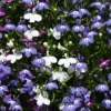Pflanzset Männertreu / Lobelia