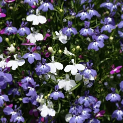 Pflanzset Männertreu / Lobelia