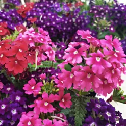 Pflanzset Verbena-Mischung Eisenkraut