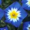 Pflanzset Zaunwinde blau