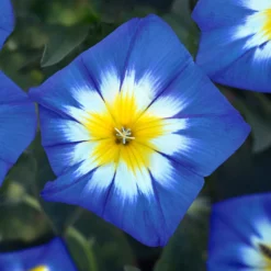 Pflanzset Zaunwinde blau