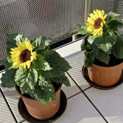 Pflanzset "Zwerg-Sonnenblume"