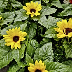 Pflanzset "Zwerg-Sonnenblume"